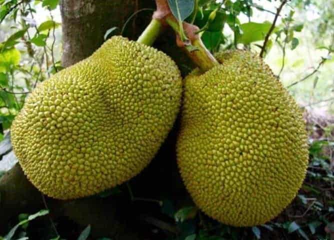 Vietnamın tropikal meyveleri